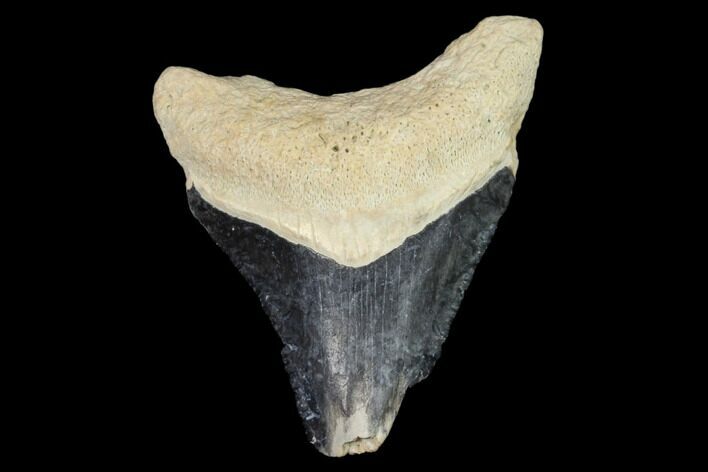 Fossil Megalodon Tooth - Florida #122569
